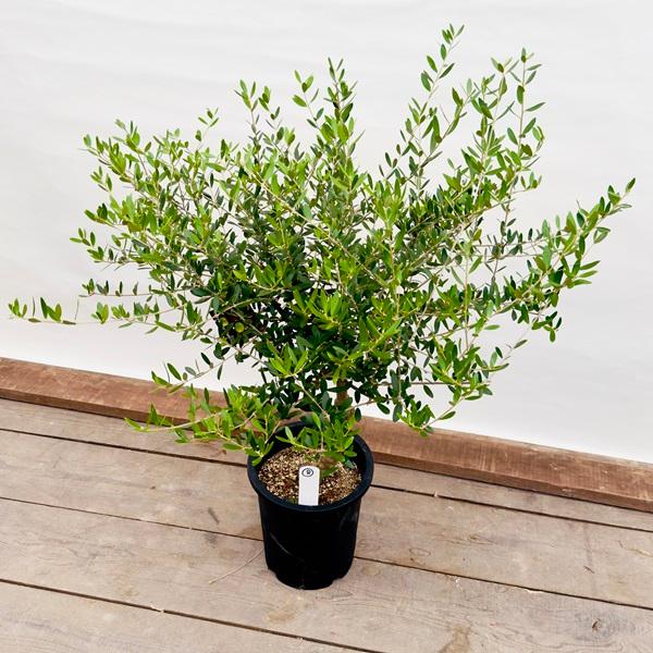 観葉植物：オリーブの木 ネバディロブロンコ 現品8番*8号SOUJU 創樹