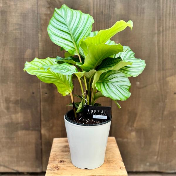 観葉植物：カラテア オービフォリア*5号 プラポット : 遊恵盆栽 Yahoo 