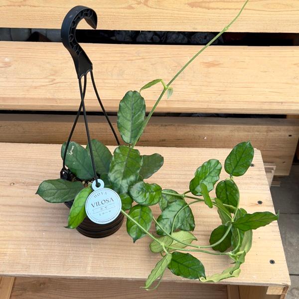 おしゃれ 観葉植物：ホヤビローサ*吊り鉢 4号 vilosa : 遊恵盆栽 Yahoo