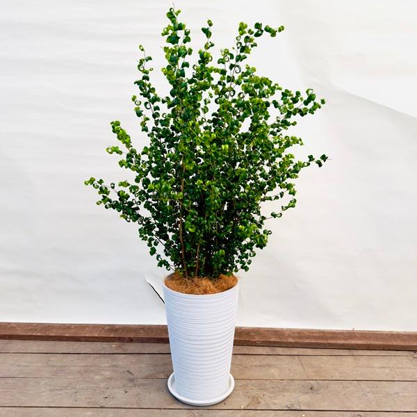 おしゃれ 観葉植物：フィカスベンジャミン バロック *鉢植え 受皿付 