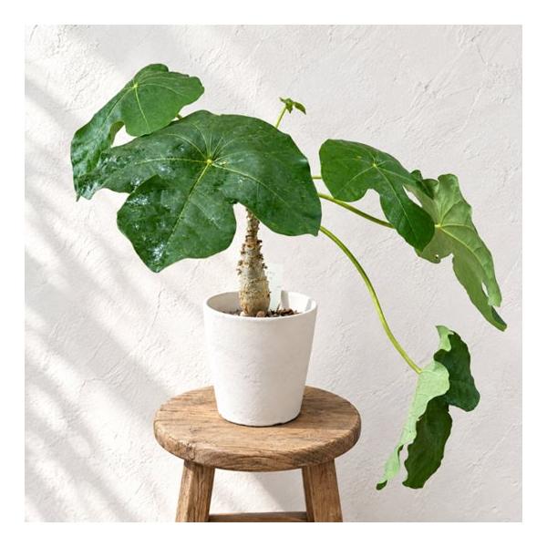 観葉植物：サンゴアブラギリ プラポット*珊瑚油桐 : 遊恵盆栽 Yahoo!店 