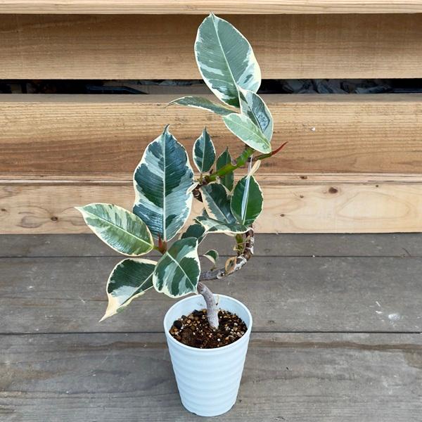 観葉植物 品種選べる：ゴムの木 プラポット*曲 フィカス ルビー