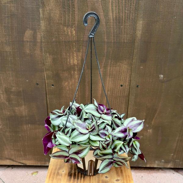 おまとめ買い限定 ¥120 トラディスカンチア セブリナ Amazon.co.jp: トラディスカンティア トラディスカンチア