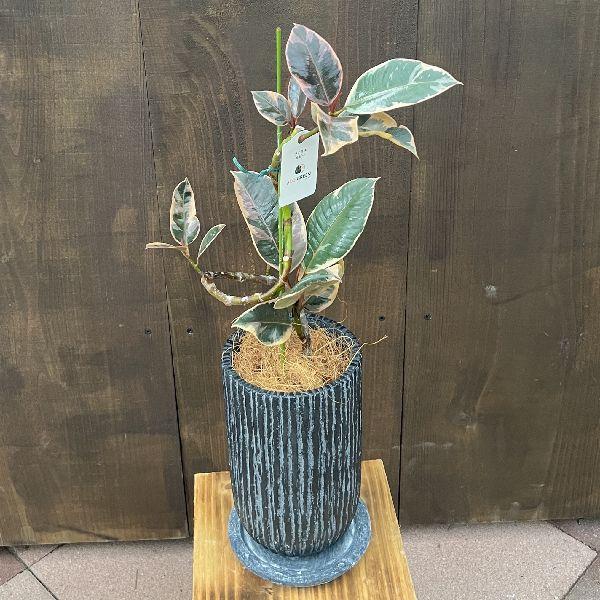 観葉植物 鉢色と品種選べる：ゴムの木鉢植え 受皿付*曲 フィカス