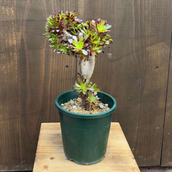 観葉植物：アエオニウム 黒法師 綴化*5号プラポット クロホウシ テッカ