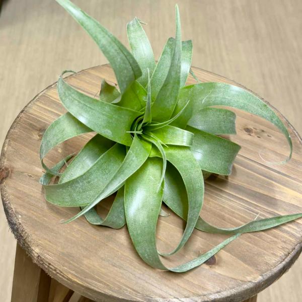 おしゃれ 観葉植物 エアープランツ：チランジア サマンサR*エア