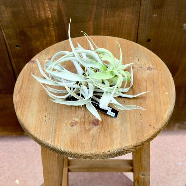 観葉植物 エアープランツ：チランジア カクティコラ ロングフォーム 