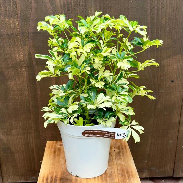 おしゃれ 観葉植物：シェフレラ ジェニーネ*5号 プラポット 金魚