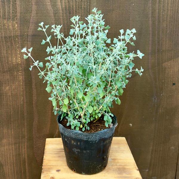 花苗 観葉植物：ホワイトソルトブッシュ*5号 ラゴディア オージー