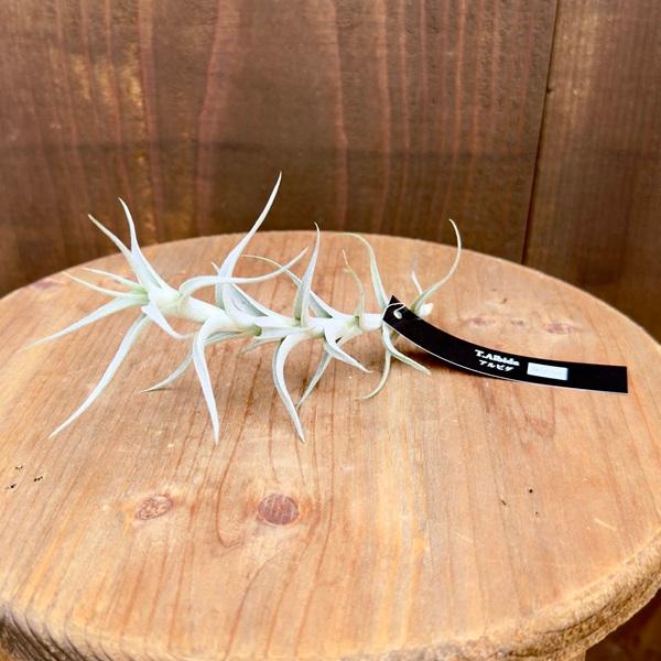 おしゃれ 観葉植物 エアープランツ：チランジア アルビダ ミノール S