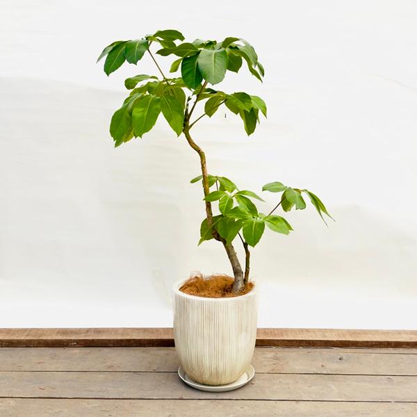 観葉植物：バッサイア 鉢植え 受皿付*ココヤシ飾り 現品をお届け 大型