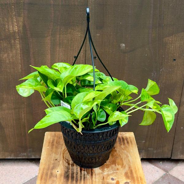 迷彩模様のポトス おしゃれ 観葉植物：ポトス グローバルグリーン*5号