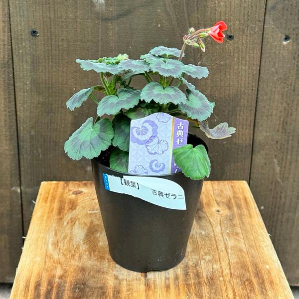 カラーリーフ ゼラニウム 観葉植物：古典ゼラニウム*4号 品種選べます
