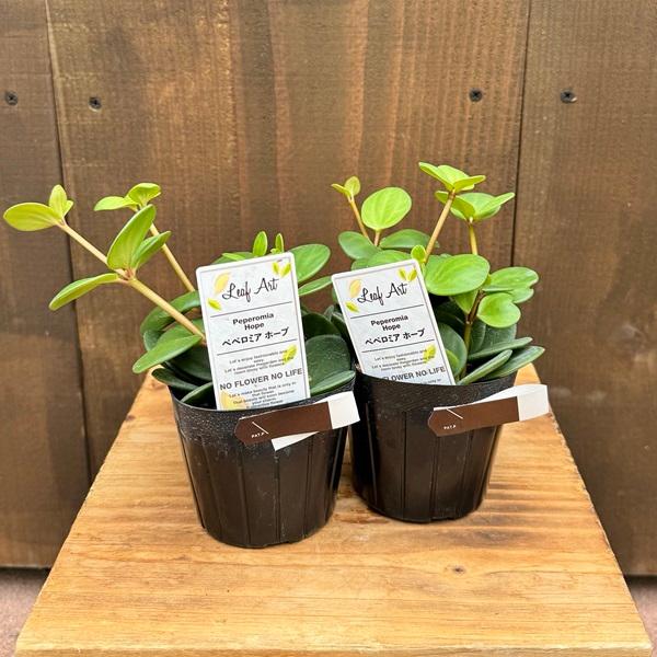 観葉植物 苗：ペペロミア ホープ*2個セット Peperomia : 遊恵盆栽
