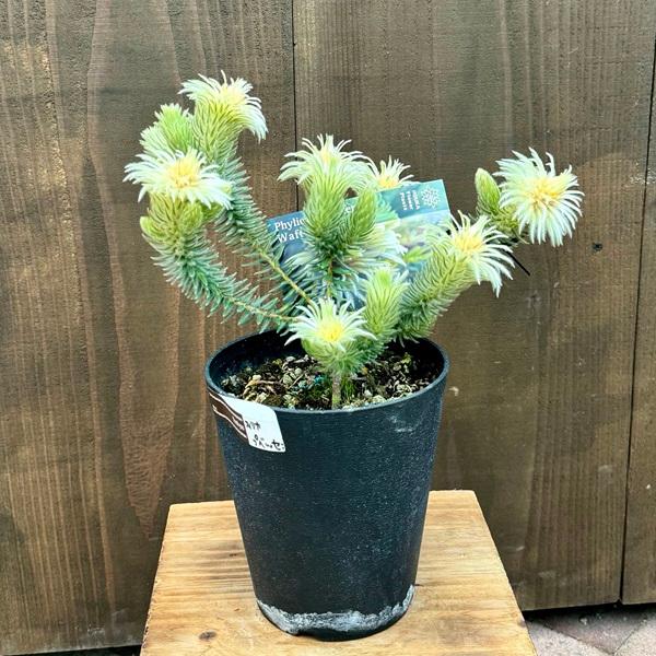 鉢花 観葉植物:フィリカ プベッセンス ワフトフェザー*5号小 鉢花 観葉植物:フィリカ プベッセンス ワフトフェザー*5号小