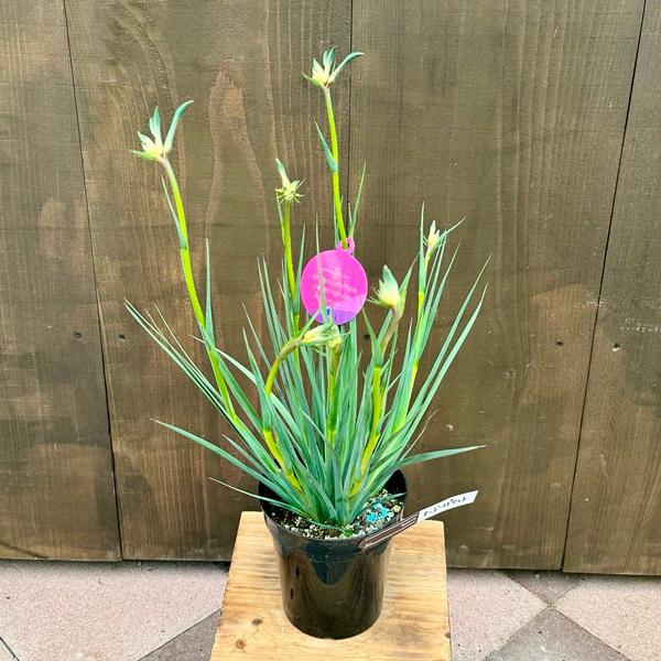 おしゃれ 観葉植物 鉢花：カンガルーポー オージースピリット*イエロー