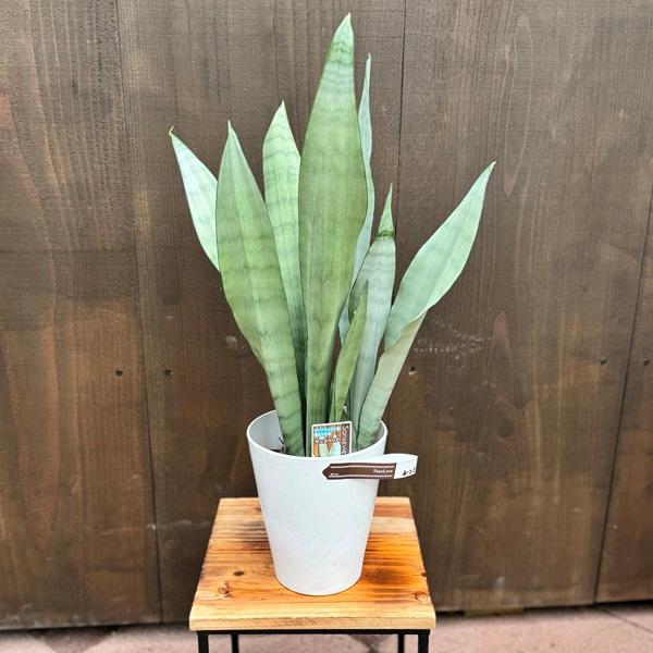 おしゃれ 観葉植物：サンスベリア ムーンシャイン*サンセベリア