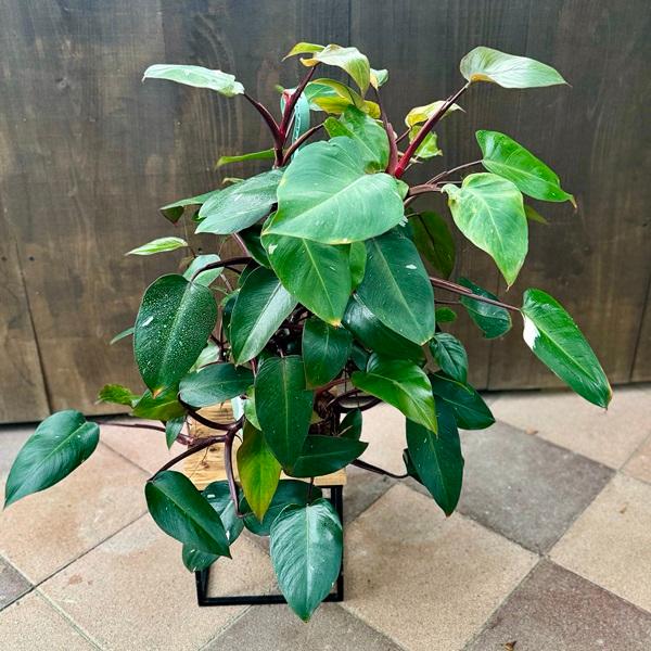 おしゃれ 観葉植物 ：フィロデンドロン ピンクプリンセス*5号 吊り鉢