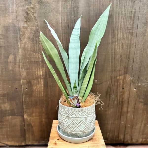 サンスベリア ムーンサンシャイン　観葉植物 楽天市場】サンスベリア ムーンシャイン 希少品種 3.5〜4寸 3.5号 苗