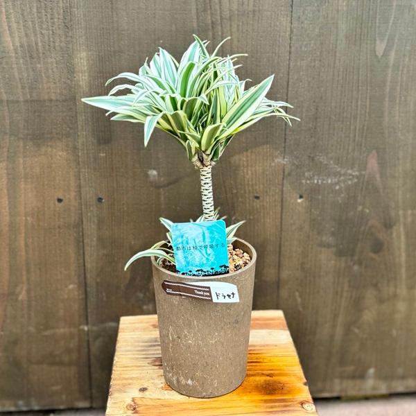 おしゃれ 観葉植物：ドラセナ チャヤ*4号 プラポット : 遊恵盆栽 Yahoo