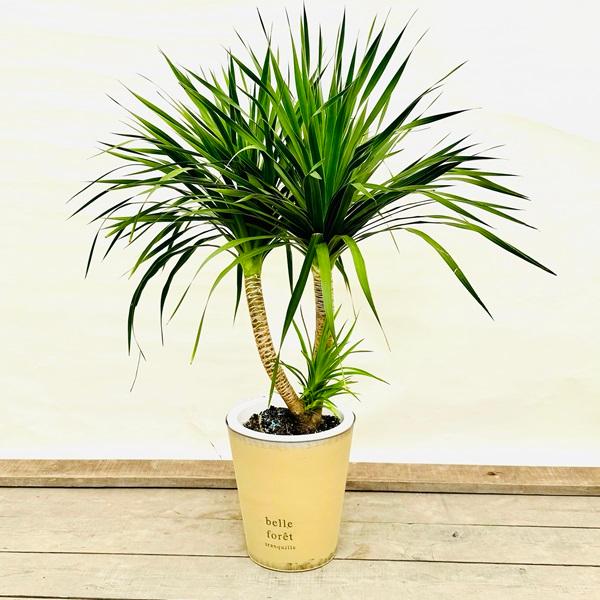 おしゃれ 観葉植物：ドラセナ カンボジアーナ 鉢カバー*現品 大型佐川