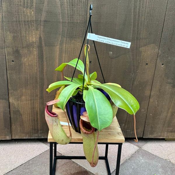希少品種 観葉植物 食虫植物：ウツボカズラ ネペンテス シブヤエンシス