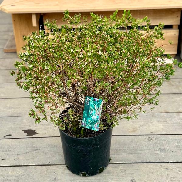 観葉植物 鉢花：ダーウィニア プロセア*大株 9号 オージープランツ