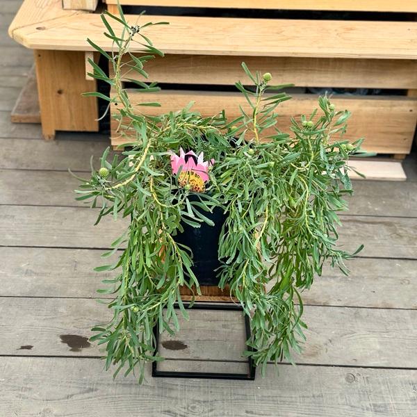 オージープランツ 観葉植物 鉢花：リューコスペルマム カリプソ