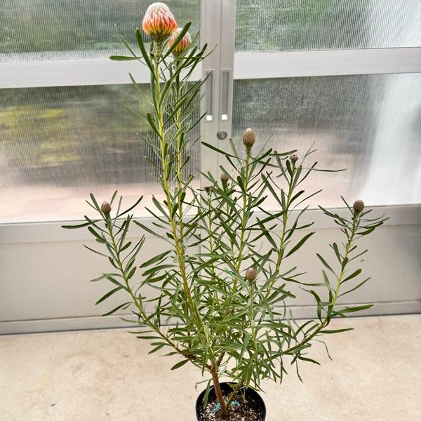オージープランツ 観葉植物 鉢花：リューコスペルマム