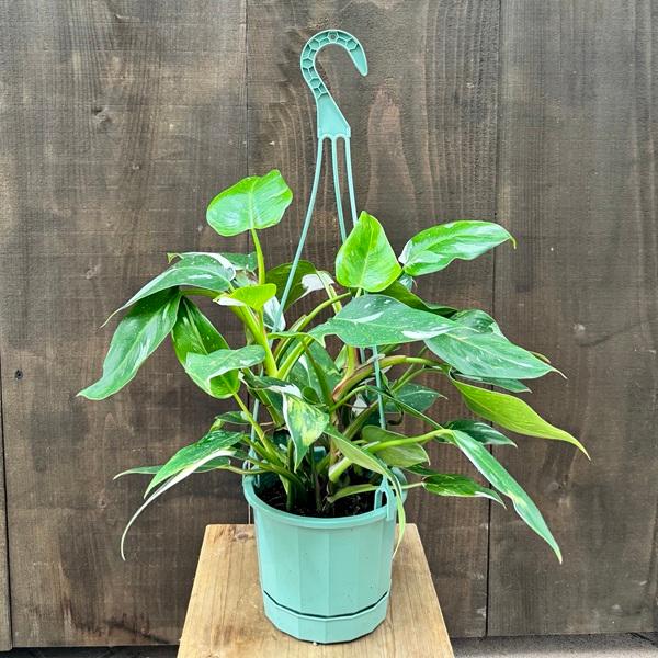 おしゃれ 観葉植物 ：フィロデンドロン ホワイトプリンセス*5号 吊り鉢