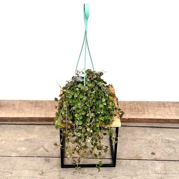 おしゃれ 観葉植物：ホヤ カーテシー*吊り鉢 3.5号 : 遊恵盆栽 Yahoo