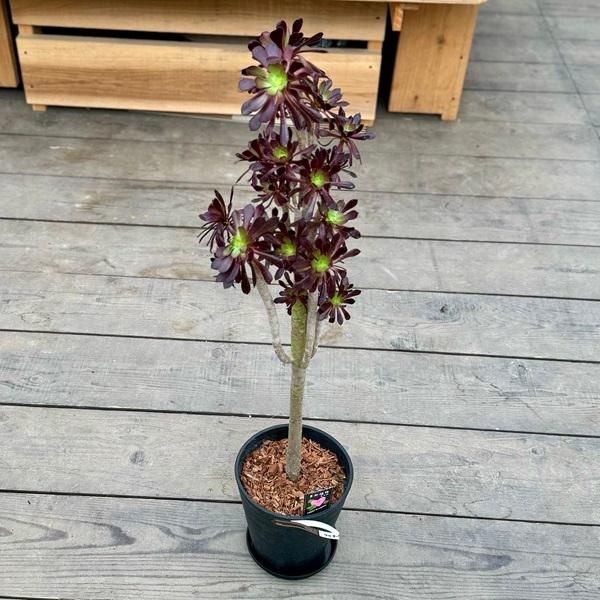 おしゃれ 観葉植物：アエオニウム 黒法師 鉢植え*受皿付 セラアート 6