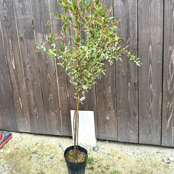 花苗 観葉植物：アカシア マイルティフォリア*マートルワトル 7号