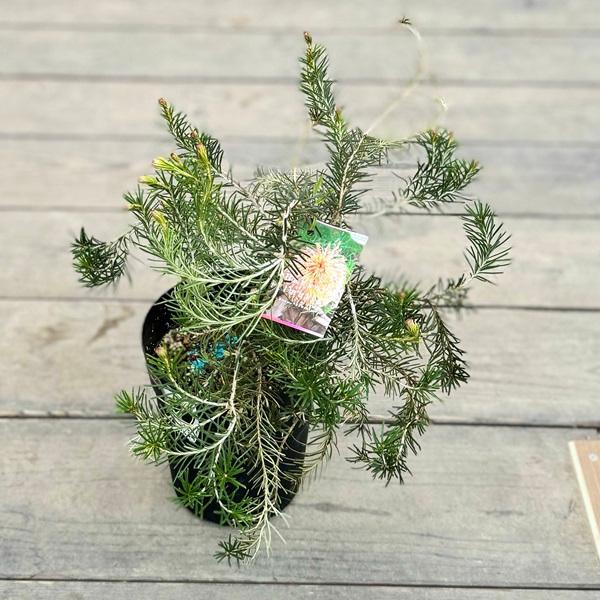 観葉植物 鉢花 苗：バンクシア テルマチアエア*6号 Banksia telmatiaea