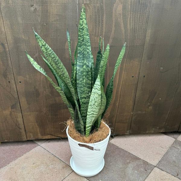 綺麗です　観葉植物 室内　サンスベリア ゼラニ おしゃれ 観葉植物：サンスベリア ゼラニカ 鉢植え*セラアート