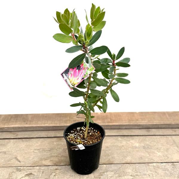 おしゃれ 観葉植物 花苗：プロテア エキシミア*6号 Protea
