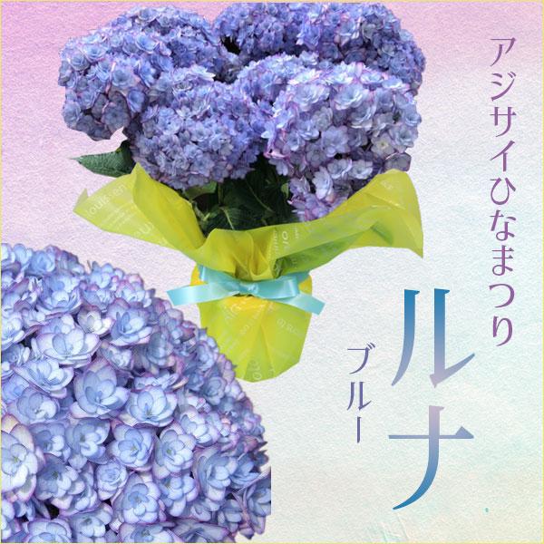 即日出荷 紫陽花：アジサイ ひなまつりルナ ブルー*ラッピング付