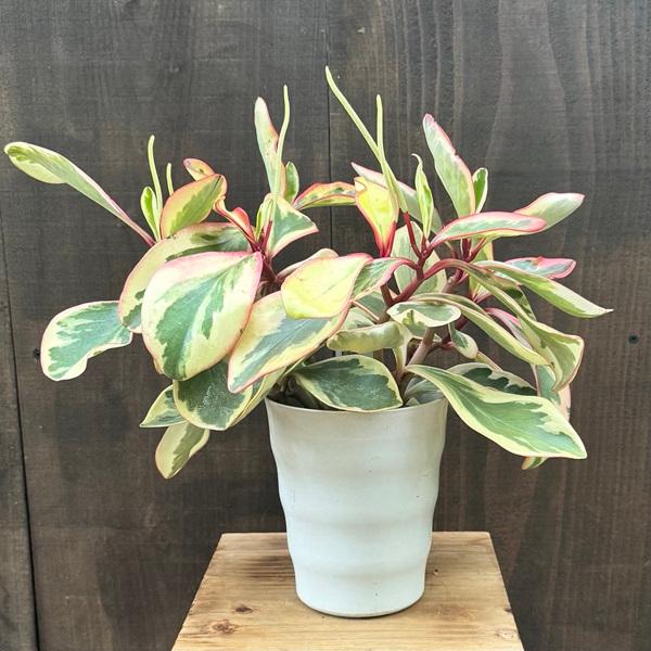観葉植物：ペペロミア ジュリー*5号プラポット : 遊恵盆栽 Yahoo!店