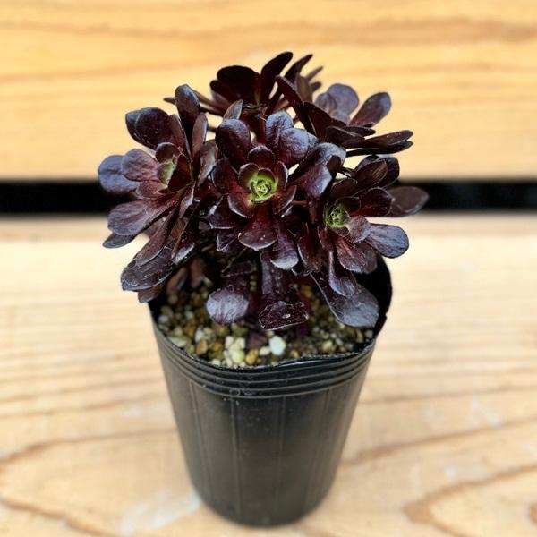 おしゃれ 観葉植物：アエオニウム レッドサン*プラポット : 遊恵盆栽