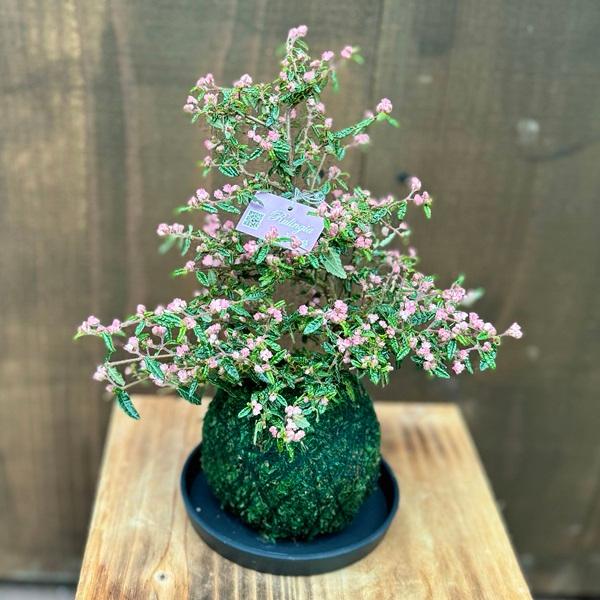 おしゃれ 観葉植物：苔玉 天皇梅*受皿付 天の梅 【お花終わりました