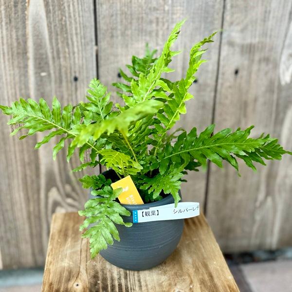 おしゃれ 観葉植物 西洋シダ植物：ブレクナム シルバーレディー*底面