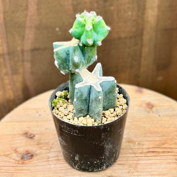 【鉢植え・送料込】柱サボテン ヌーダム (トゲ無し) ブランチ 沖縄育ち 鉢植え・送料込】柱サボテン ヌーダム (トゲ無し) ブランチ 沖縄育ち