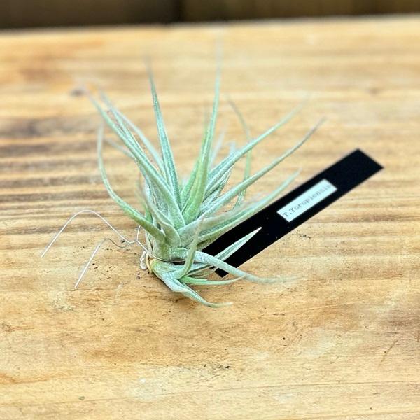 観葉植物：チランジア エアープランツ トロピエンシス R*エア