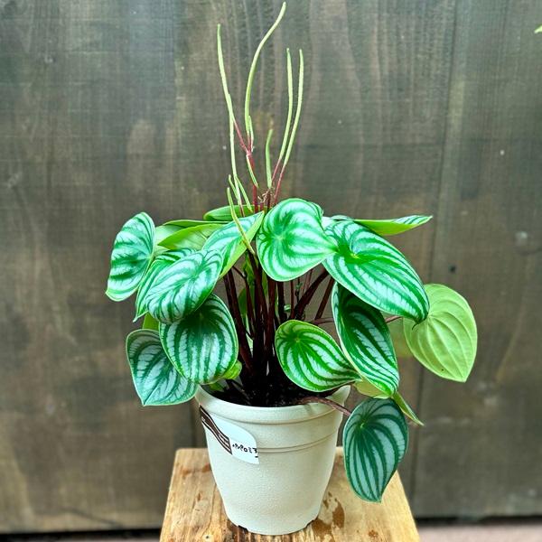 おしゃれ 観葉植物：ペペロミア サンデルシー*5号プラポット スイカ