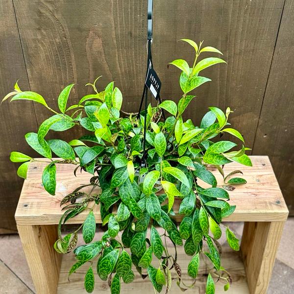 おしゃれ 観葉植物：エスキナンサス マルモラタス*5号 : 遊恵