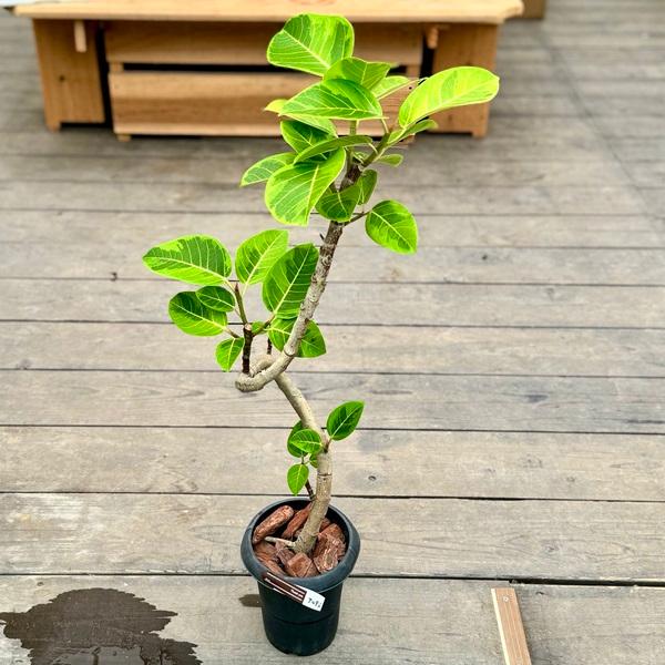 おしゃれ 観葉植物：フィカス アルテシーマ*プラポット バークチップ