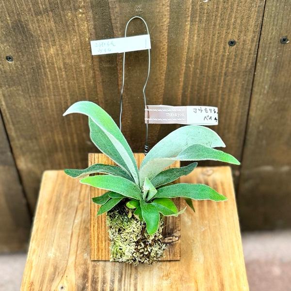 観葉植物：ビカクシダ コウモリラン ベイチー 板付け*吊り ビーチー 