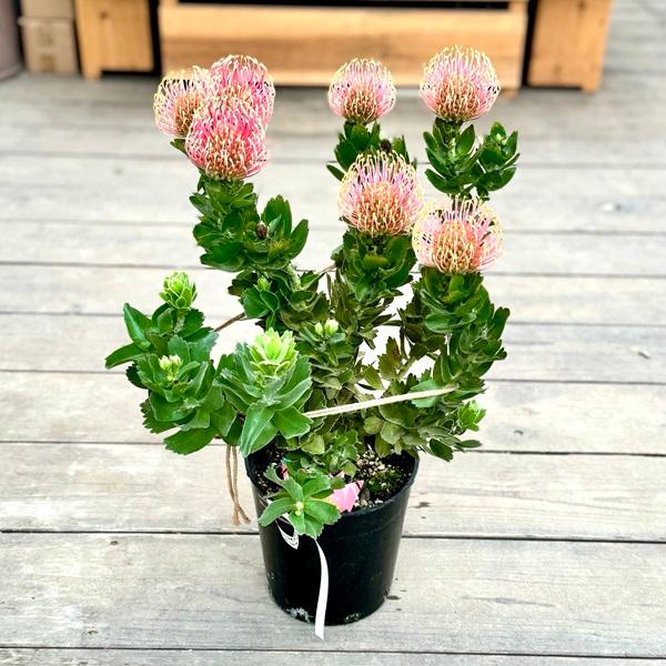 オージープランツ 観葉植物 鉢花：リューコスペルマム カーニバル