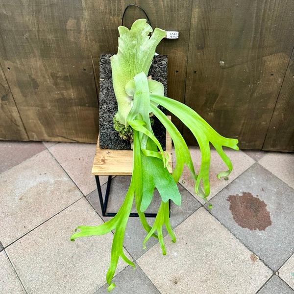 おしゃれ 観葉植物:ビカクシダ コウモリラン ウィリンキー ヘゴ おしゃれ 観葉植物:ビカクシダ コウモリラン ウィリンキー ヘゴ