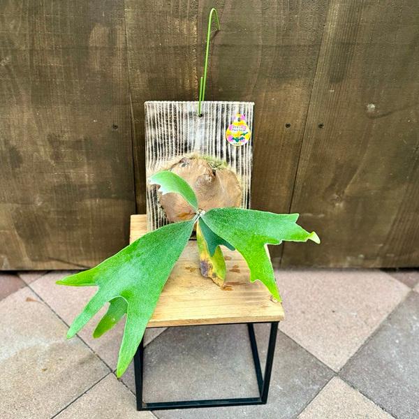 板付け アルシコルネ ビカクシダ コウモリラン 壁掛け おしゃれ 観葉植物：ビカクシダ コウモリラン アルシコルネ 板付け